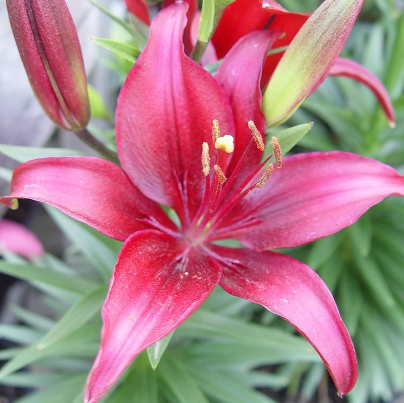 Lilium Tiny Ghost