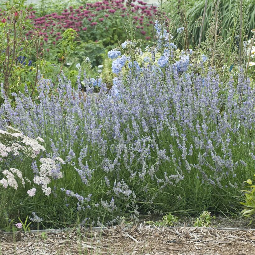 Lavandula X intermedia Provence