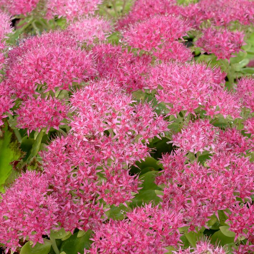 Sedum spectabile 'Hot Stuff'