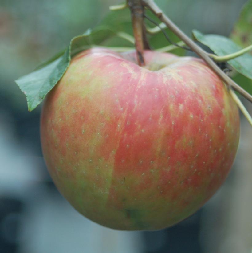 Malus X Royal Gala