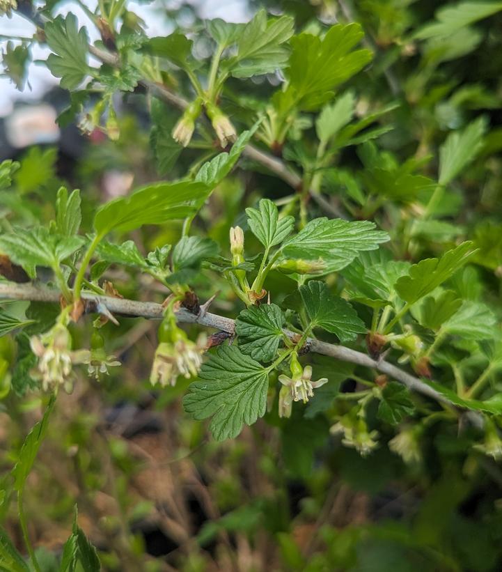 Ribes 'Hinnonmaki Red'