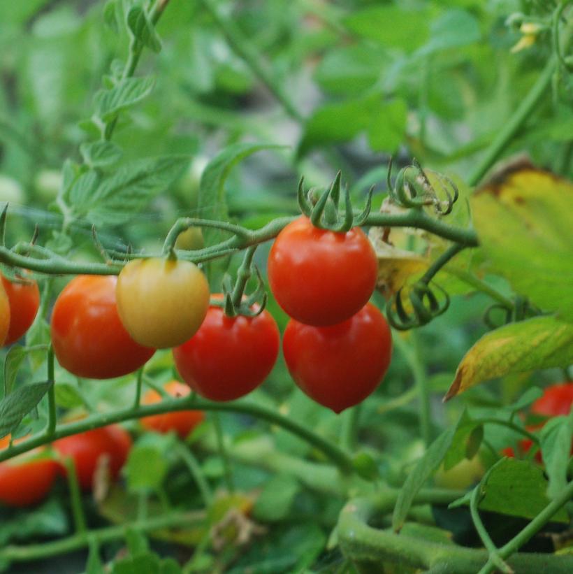 Tomato Tomatoberry