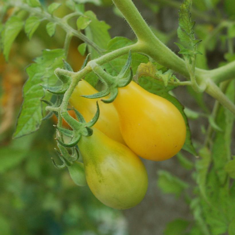 Tomato Yellow Pear