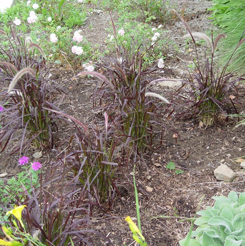 Pennisetum setaceum Rubrum