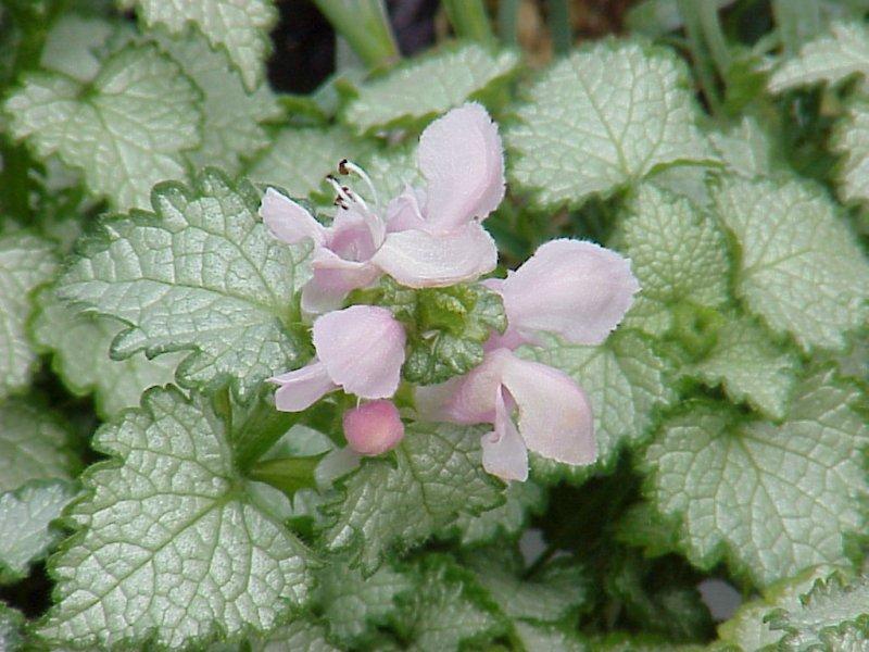 Lamium Pink Pewter