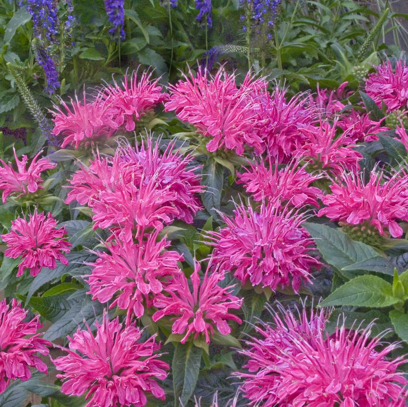 Monarda didyma Pardon My Pink