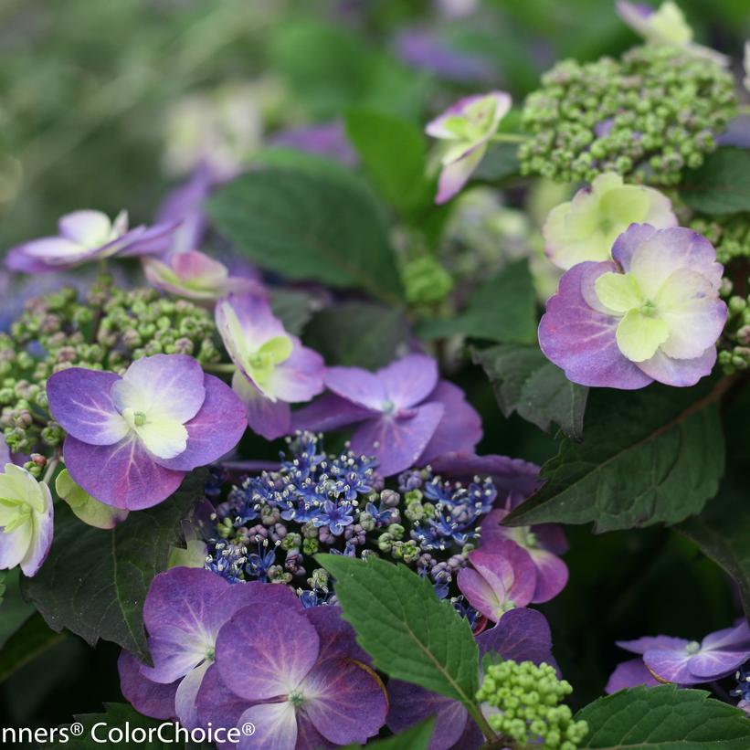 Hydrangea serrata Tuff Stuff™