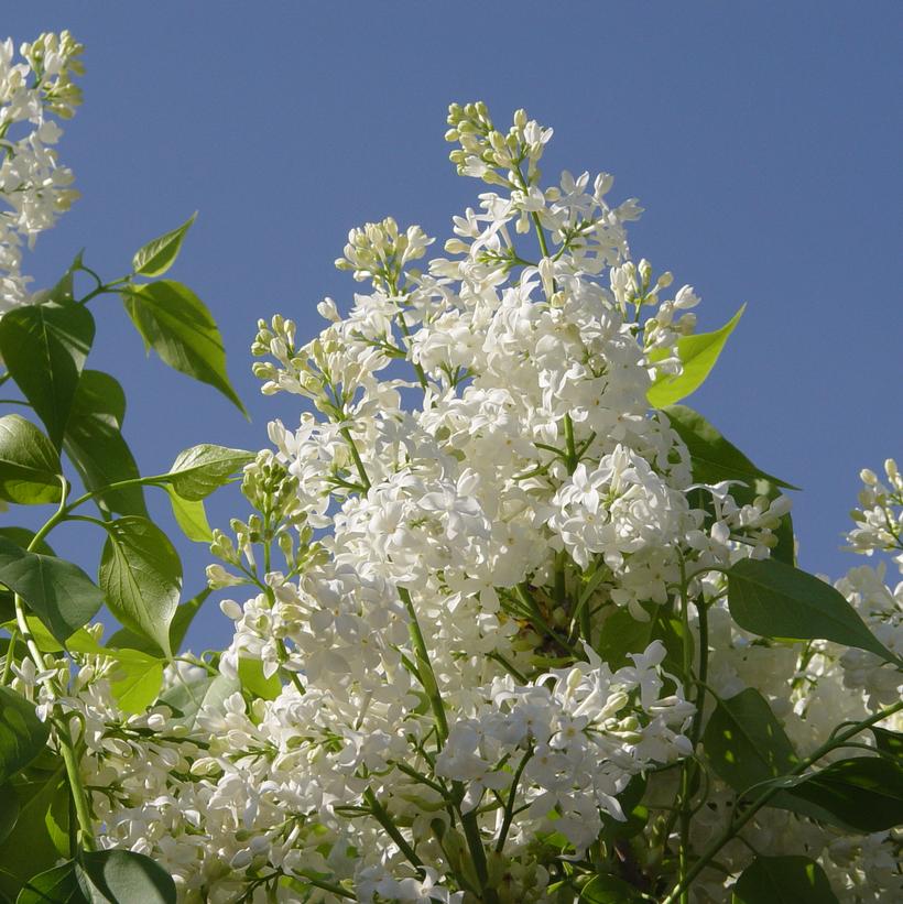 Syringa x hyacinthiflora Angel White