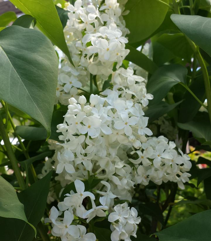 Syringa vulgaris x Primrose