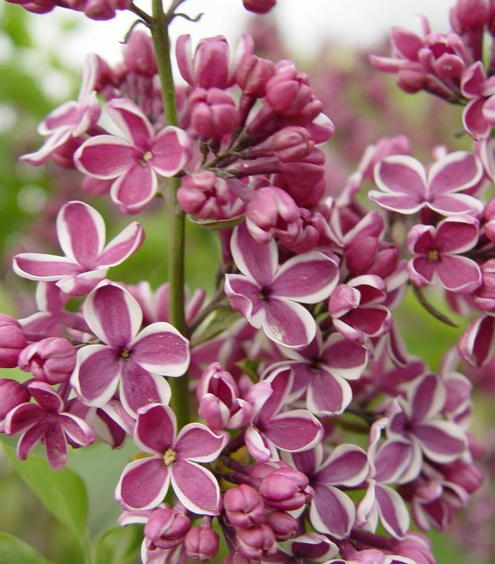 Syringa vulgaris Sensation