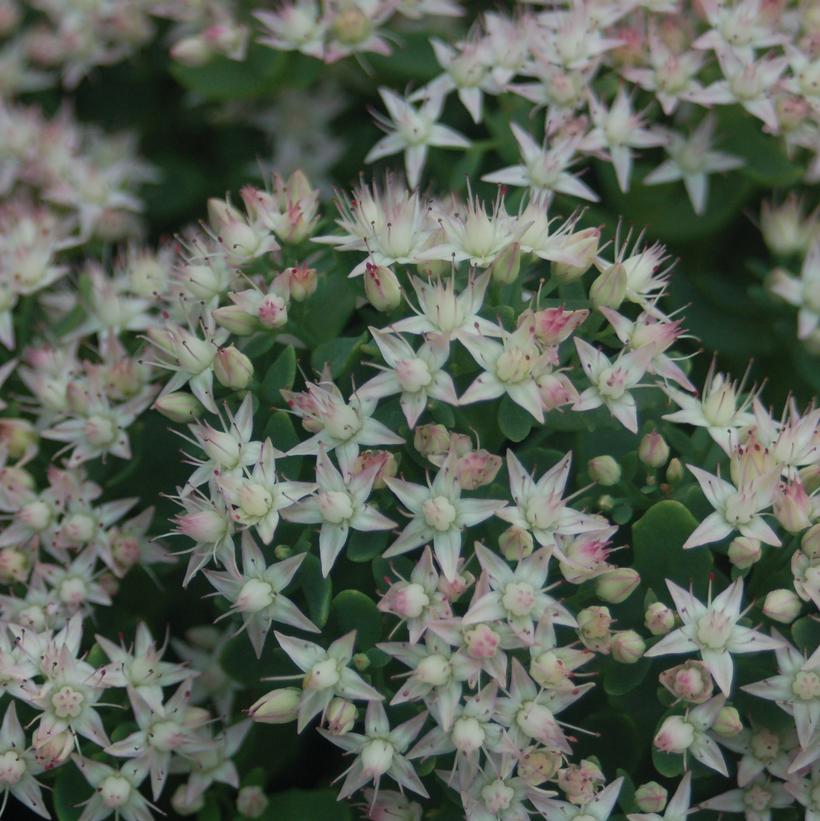 Sedum 'Thundercloud'