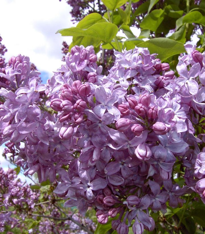 Syringa vulgaris 'Lavender Lady'