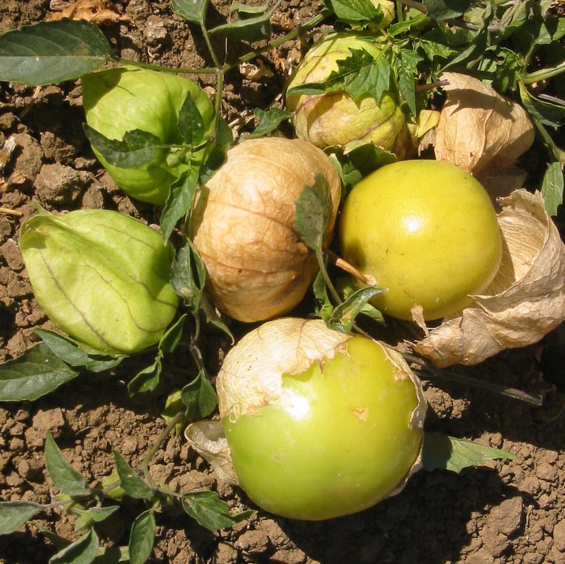 Tomatillo Rio Verde