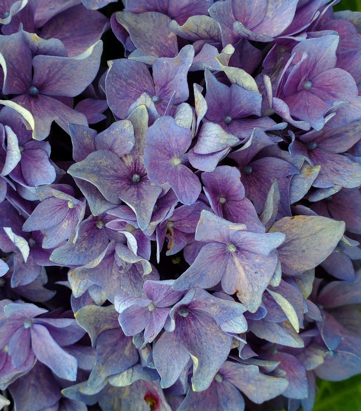 Hydrangea mac. Let's Dance® Let's Dance® Rhythmic Blue®