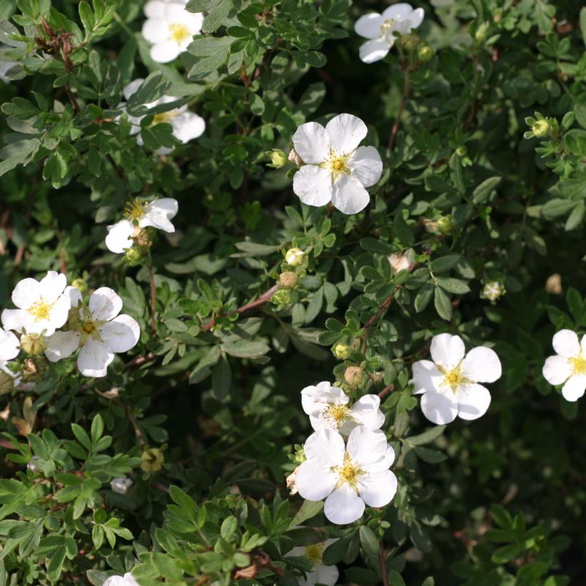 Potentilla fruticosa Happy Face® White