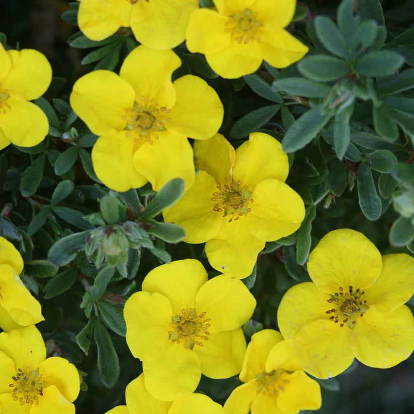 Potentilla fruticosa Happy Face®