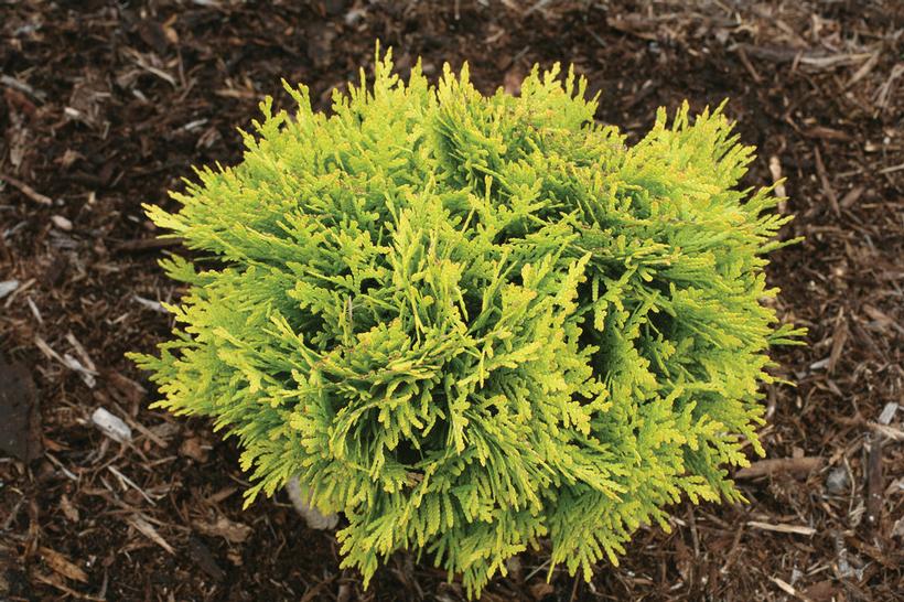 Thuja occidentalis Anna's Magic Ball®