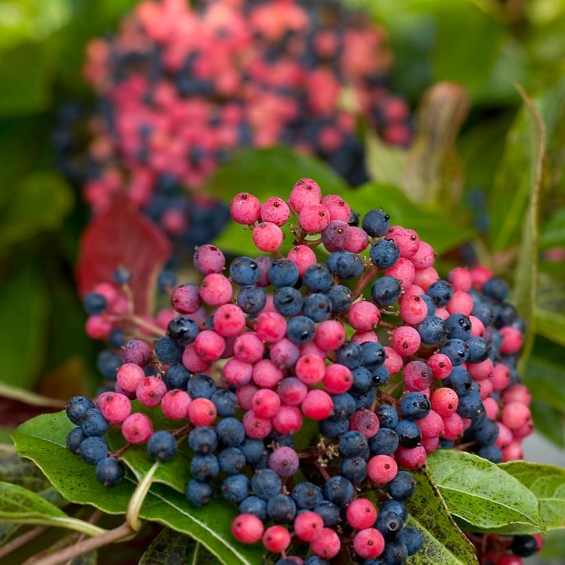 Viburnum nudum Brandywine™