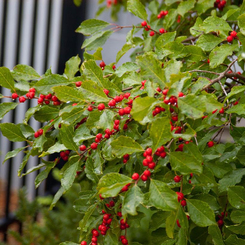 Ilex verticillata Wildfire™