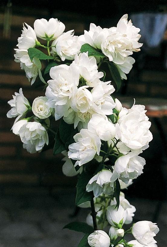 Philadelphus Snow White™