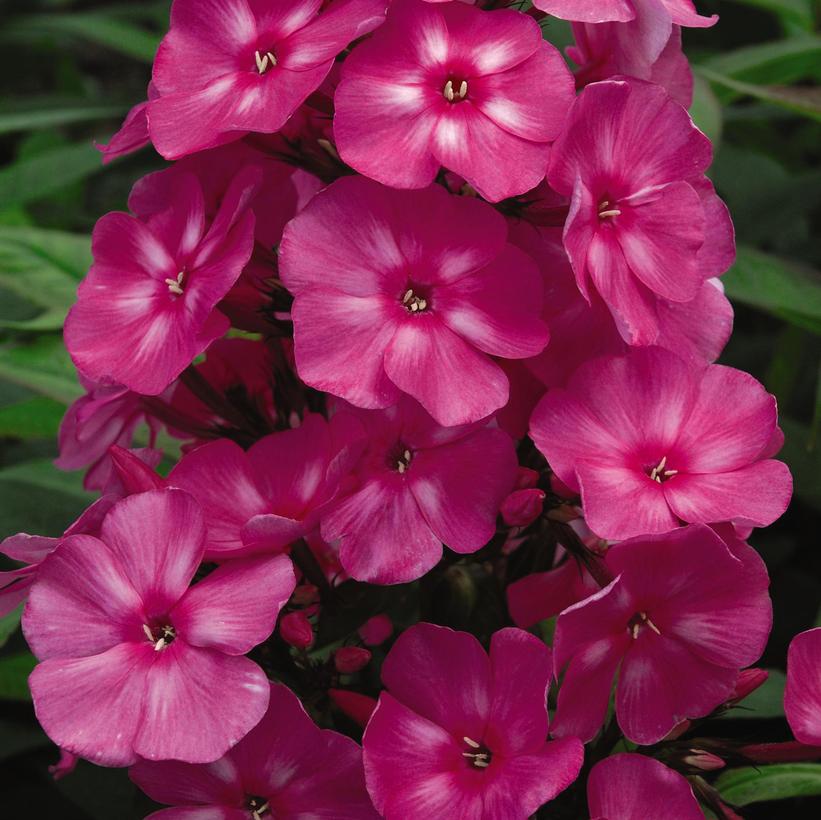 Phlox paniculata Bubblegum Pink™