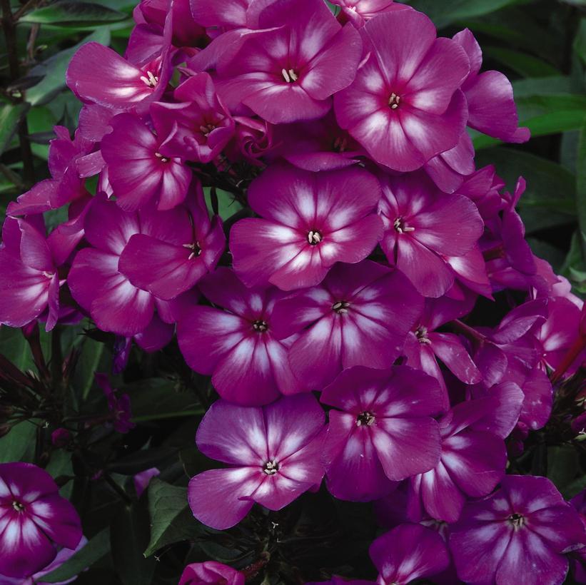 Phlox paniculata Grape Lollipop™