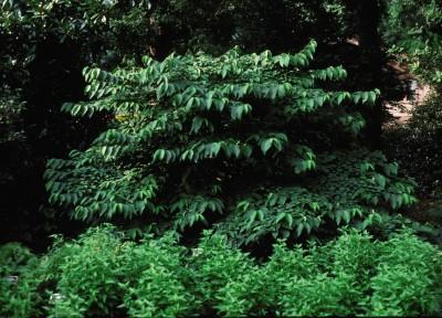 Viburnum plicatum t. Shasta