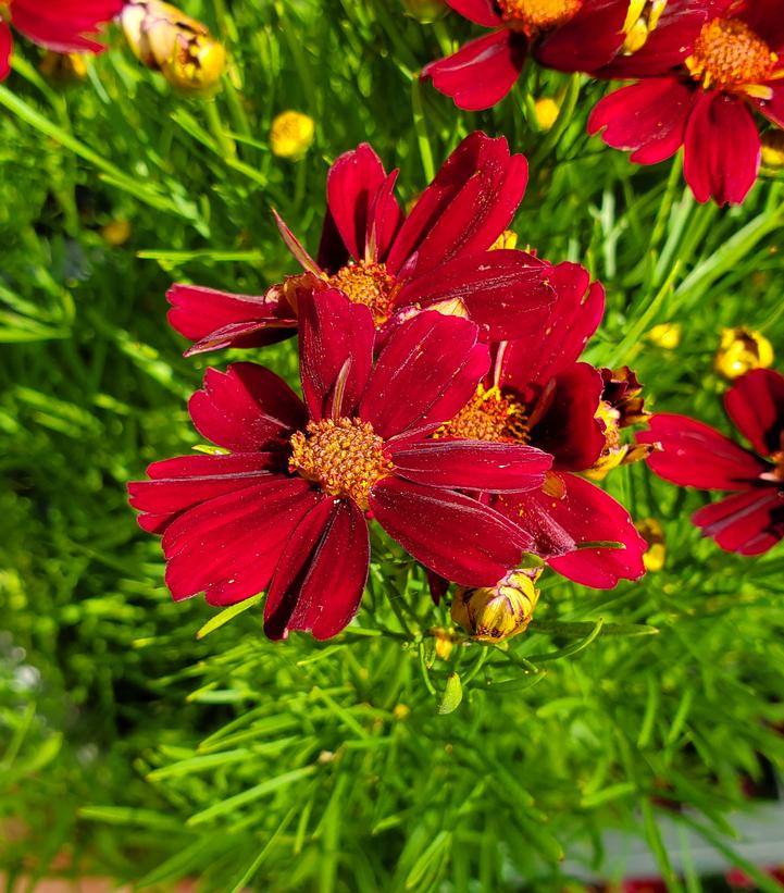 Coreopsis PERMATHREAD™ Red Satin