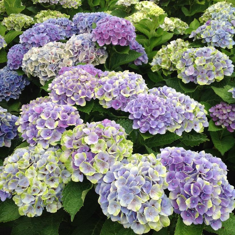 Hydrangea mac. Everlasting® Amethyst