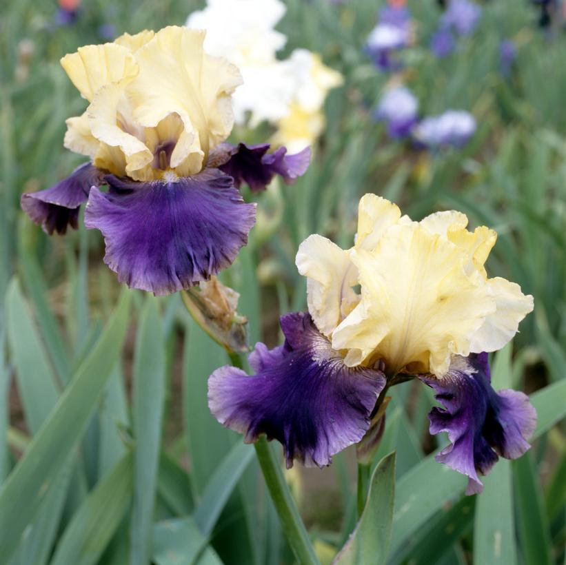 Iris germanica Jurassic Park