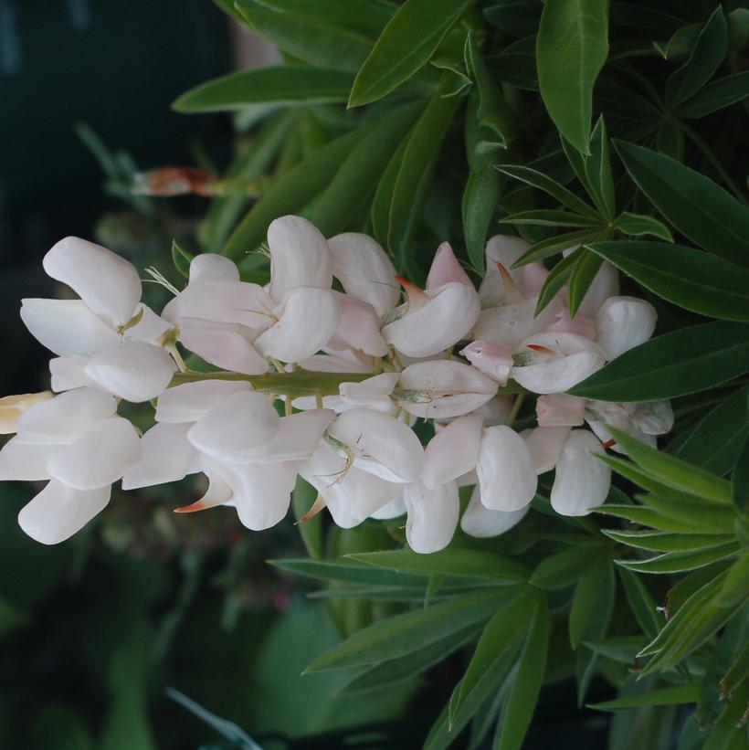 Lupinus Noble Maiden