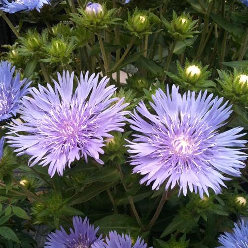 Stokesia laevis Mel's Blue