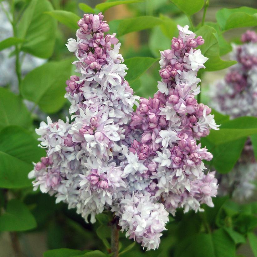 Syringa 'Equinox Valley'