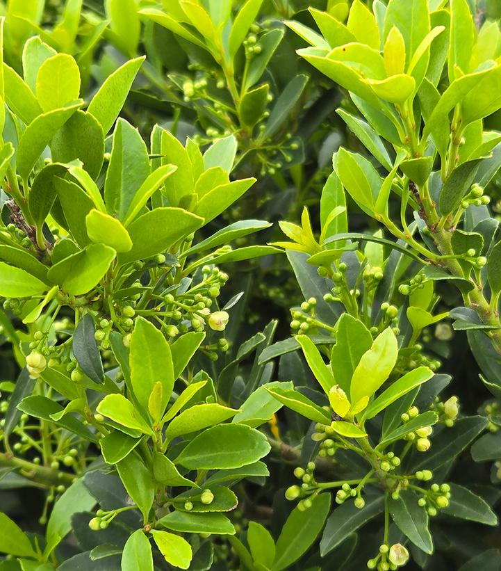 Ilex crenata 'Hoogendorn'