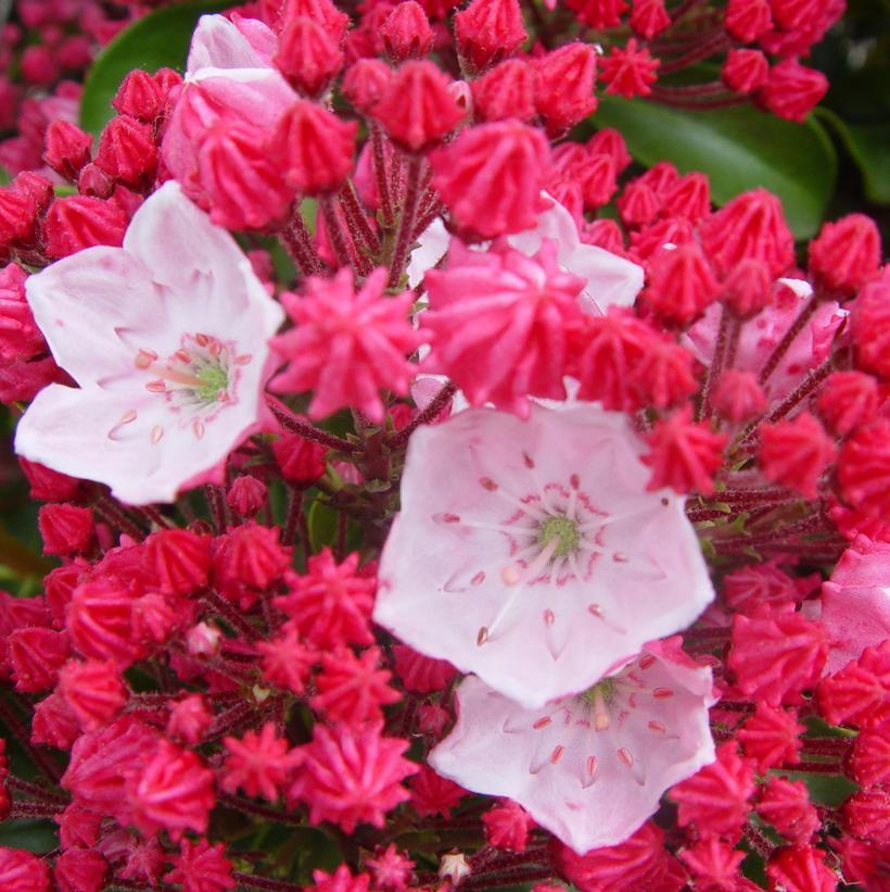 Kalmia lat. Olympic Fire