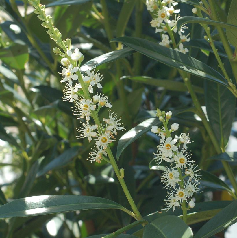 Prunus laurocerasus Schipkaensis