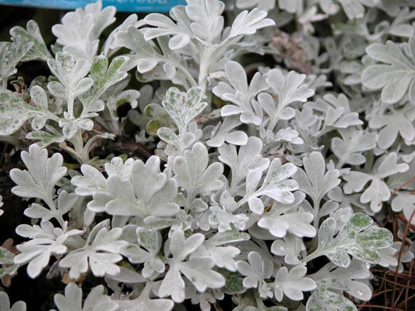 Artemisia Silver Brocade