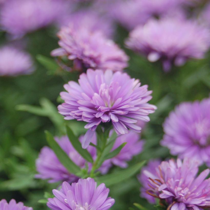 Aster novi-belgii Henry™ I Blue