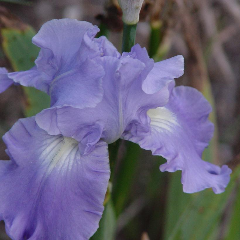 Iris germanica Victoria Falls