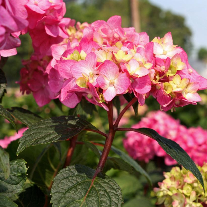 Hydrangea mac. Endless Summer® Collection Endless Summer® Bloomstruck®