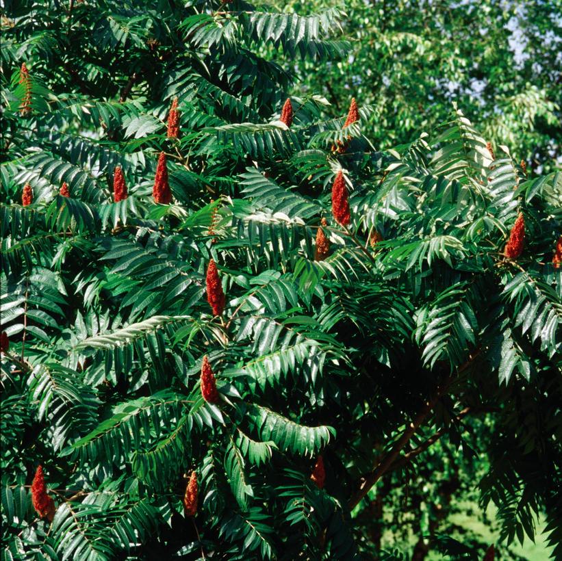 Rhus glabra 