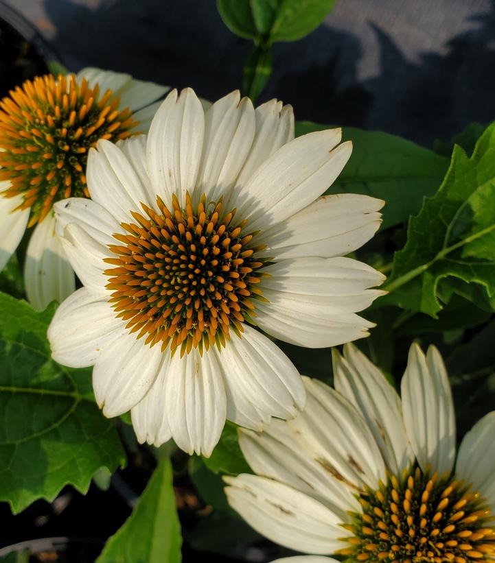 Echinacea Pow Wow® White