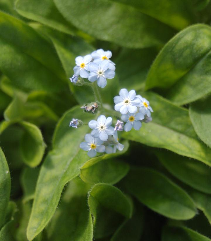 Myosotis sylvatica Mon Amie Blue