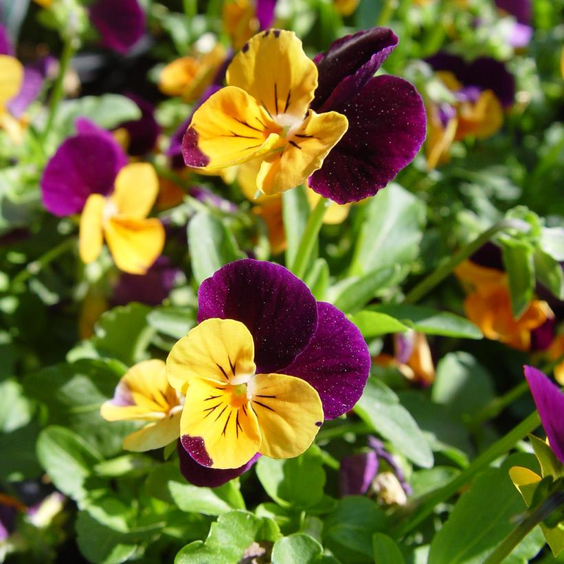 Viola Penny™ Orange Jump-up