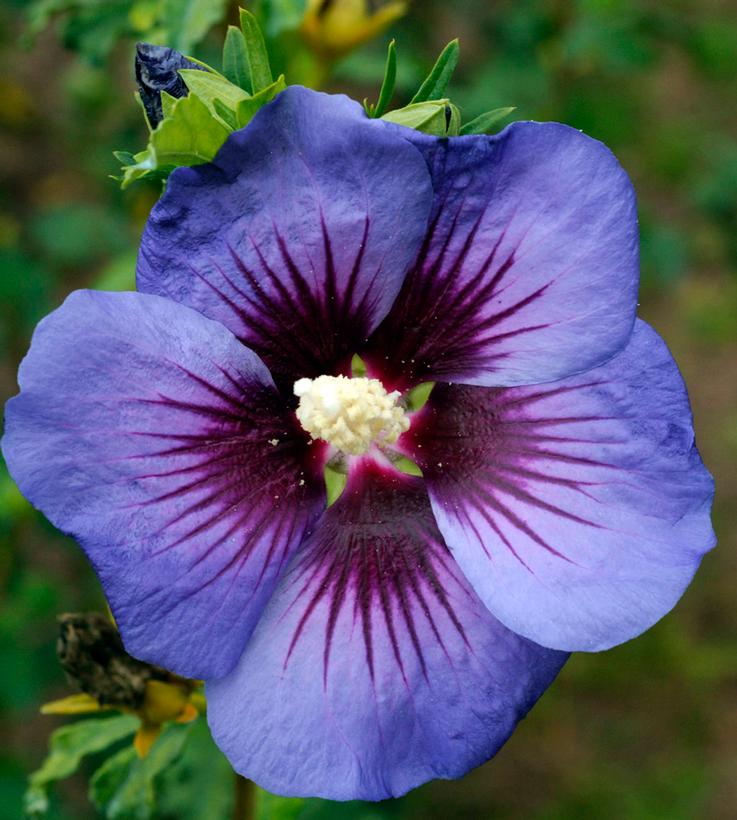 Hibiscus syriacus Hawaii™
