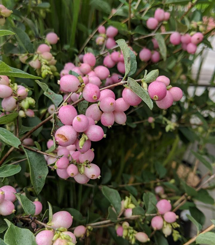 Symphoricarpos x doorenbosii Candy™