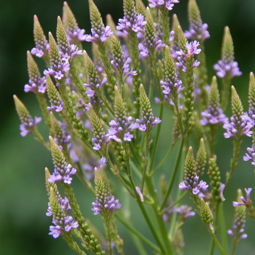 Verbena hastata 