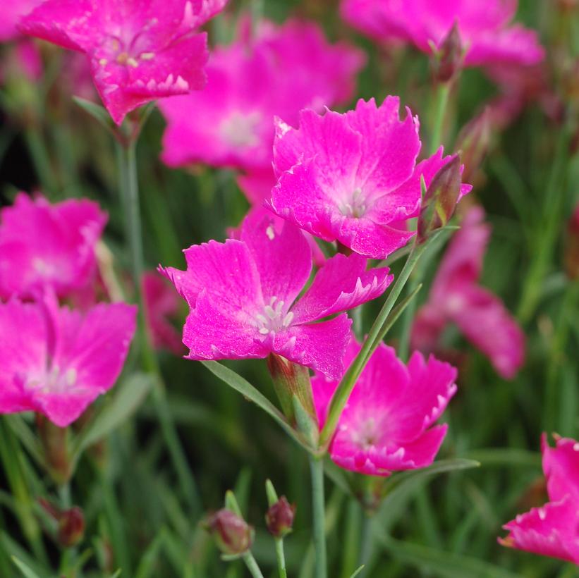 Dianthus Sunflor® Kahori®