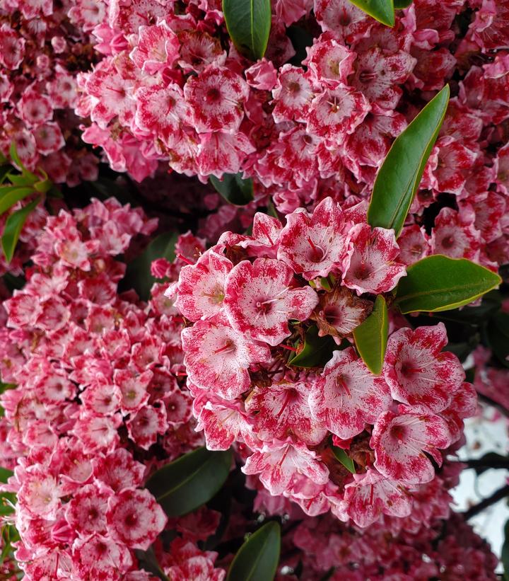 Kalmia lat. Keepsake