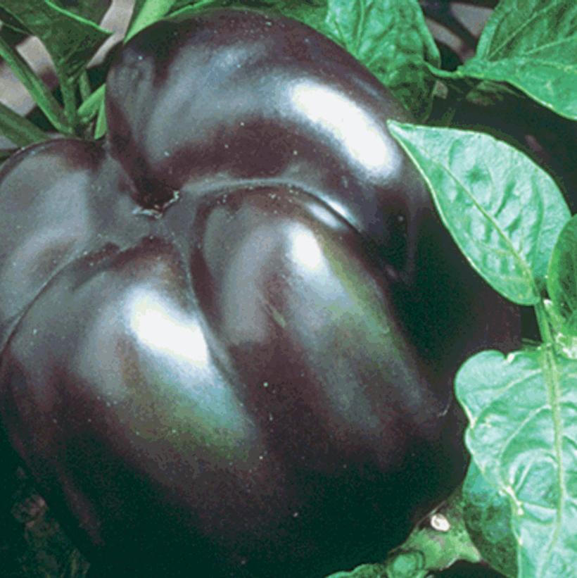 Pepper Purple Beauty